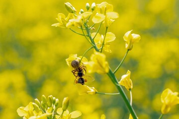 A spider caught a bee. Spring April blooming rapeseed field in the city of Munich