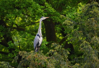 gray heron on a tree,graureiher auf einem baum