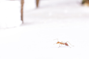 Weaver ants (Oecophylla) large red ants,
 Oecophylla weaver ants, colonial insects.
