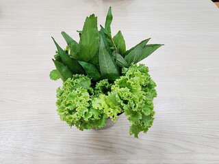 Green Coral lettuce, Culantro, Saw-leaf Herb, Thorny Coriander (the edge of the leaves looks like a...