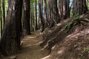 an iconic an dreamy hiking path through the Muir Woods national monument forest near the coast in...