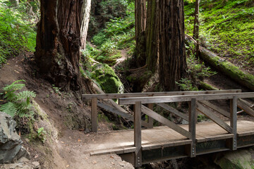a wonderful wooden bridge over a hillside in the Muir Woods national momument near the coast in...