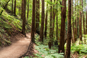 an iconic an dreamy hiking path through the Muir Woods national monument forest near the coast in...