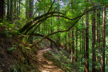 an iconic an dreamy hiking path through the Muir Woods national monument forest near the coast in...