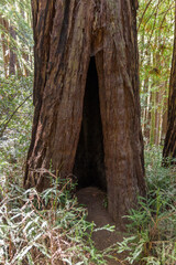 a closer view of the famous Muir Woods mammoth trees in the national monument forest, california