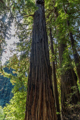 Fototapeta premium a closer view of the famous Muir Woods mammoth trees in the national monument forest, california