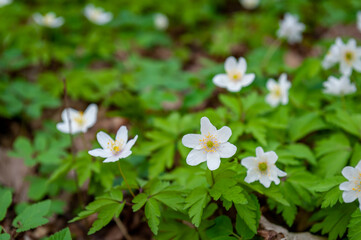 White spring flowers in green grass lawn. White anemone flowers. Anemone sylvestris, snowdrop anemone, windflower.