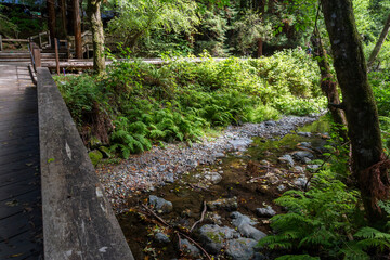 a river through the forest of the famous Muir Woods national monument in california