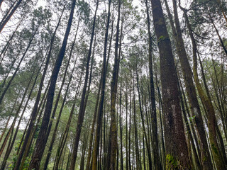 Fototapeta premium green bamboo forest
