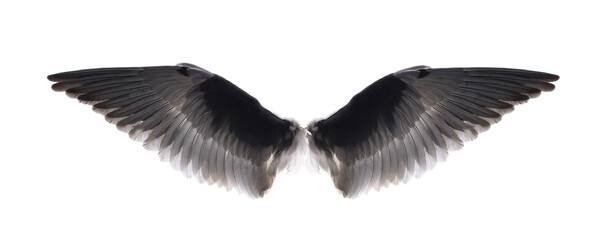 Wing feathers bird isolated on transparent png