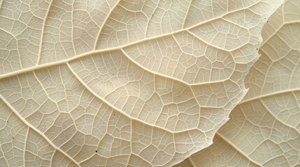Leaf veins, close-up. The intricate network of veins that transport water and nutrients throughout the leaf.