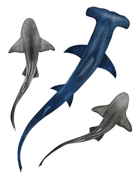 recommend clip art: Shark watercolor set isolated on white background. Hammerhead shark. Flock of small sharks drawing top view.