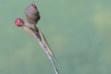 Two field slugs are feeding on bird's eye bush flowers. This shellless snail has the scientific...
