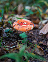 mushroom grows in the forest