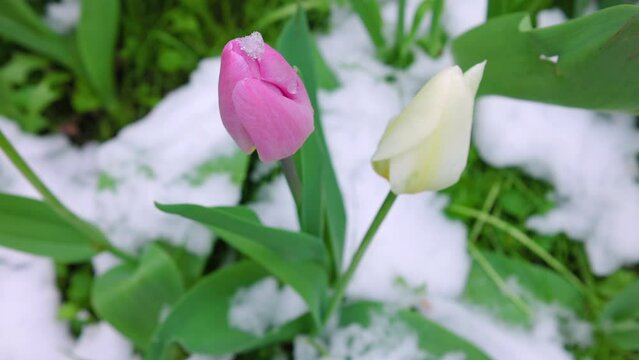 Tulips emerging from snow in spring, A vibrant scene showcasing various colored tulips breaking through a layer of white snow, indicating the arrival of spring against a backdrop of greenery