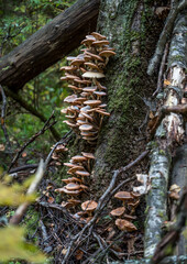 Honey mushrooms grow on a tree in the forest