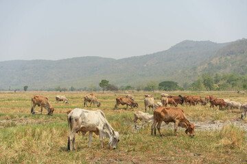 Cows of grazing on the grassland under the blue sky. Beef farm. Animal in the green field with mountain background.