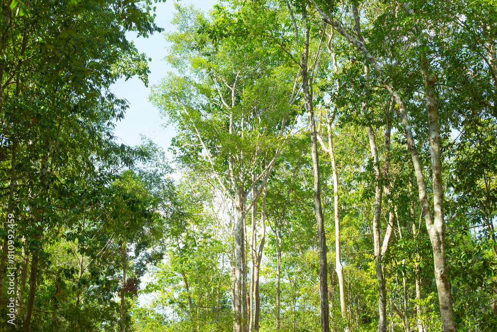 Wall mural green forest background texture with branch of tree in sunny light. sunlight in forest. canopy of ta