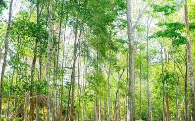 Green forest background texture with branch of tree in sunny light. Sunlight in forest. Canopy of tall tree woods. Environment concept.