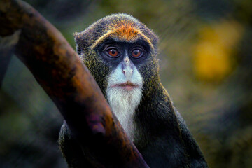 close up of a de brazza monkey