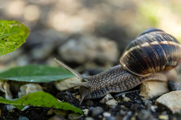 The snail has a glossy brown shell with light brown stripes. Its soft, light gray body protrudes...