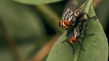 details of some flies mating on a green leaf