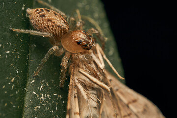 a spider eating eating a moth on a green leaf