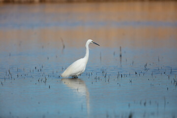 Little Egret searching a pond for fish, Middlesbrough, England, UK.