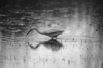 Black and White image of a Egret in a pond. Middlesbrough, England, UK.