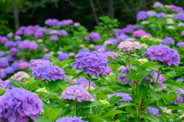 上磯ダムのアジサイ