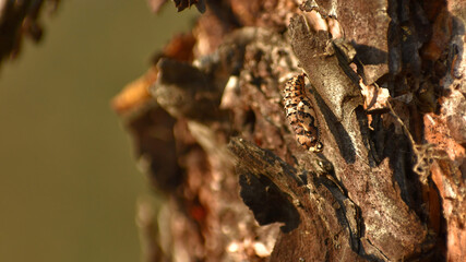 butterfly pupa in autumn on a tree trunk