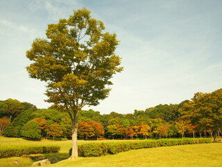 草原とケヤキある秋の21世紀の森と広場風景
