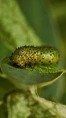 Details of a green caterpillar on a leaf (Adurgoa gonagra)