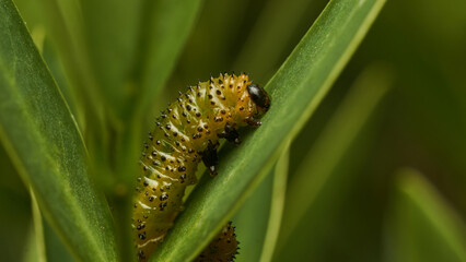 Details of a green caterpillar on a leaf (Adurgoa gonagra)