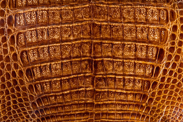 Close-up of a tanned crocodile skin. Texture of a processed alligator leather