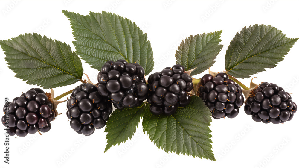 Wall mural Cluster of fresh blackberries with vibrant green leaves, arranged against a white background. - Wall murals