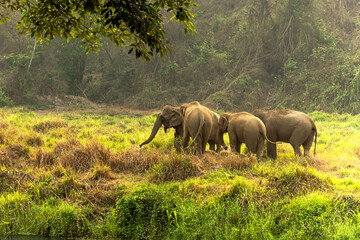 Group of Asian elephants enjoy life in nature