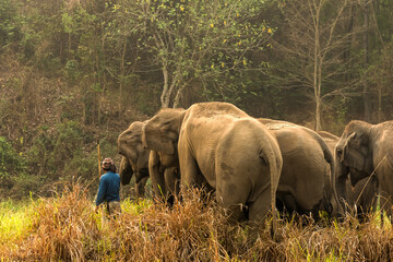 Mahout taking group of Asian elephants into jungle in elephant sanctuary © Jack Tamrong