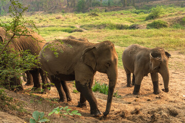 Group of Asian  elephants enjoy life in animal sanctuary
