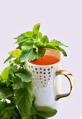 Lemon balm - melissa, fresh herbal tea