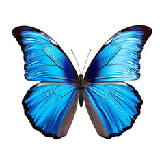 Blue Morpho Butterfly. isolated on a transparent background