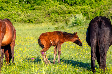 Foals and a horse. Horses and their foals are grazing in the green meadow. Farm animal idea...