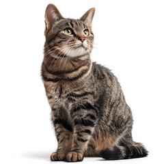 Obraz premium cat isolated on white