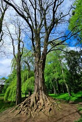 Acacia tree in spring park, old tree in forest