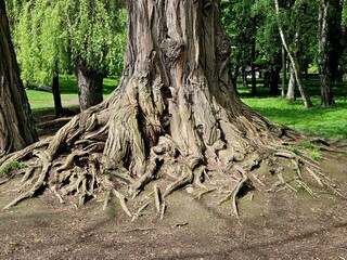 Fototapeta premium Big tree. The roots of a tree on the surface of the earth. This image may be used as a background. Close-up.