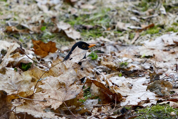 Eurasian blackbird or common blackbird (Turdus merula) male looking for food in the garden in spring.	
