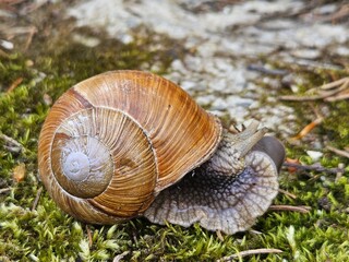 Snail with his shell on a garden. Garden, grape snail eats grass Cepaea hortensis, Helix pomatia, burgundy snail, edible snail Habitat. Close-up image