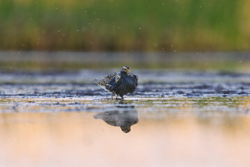 Ruff (Calidris pugnax) male feeding in the wetlands in summer.	
