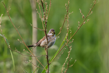 Common whitethroat or greater whitethroat (Curruca communis) perched with a caterpillar in it's beak in summer.	
