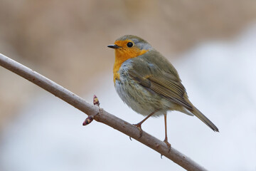 European robin (erithacus rubecula) sitting on a branch in spring.